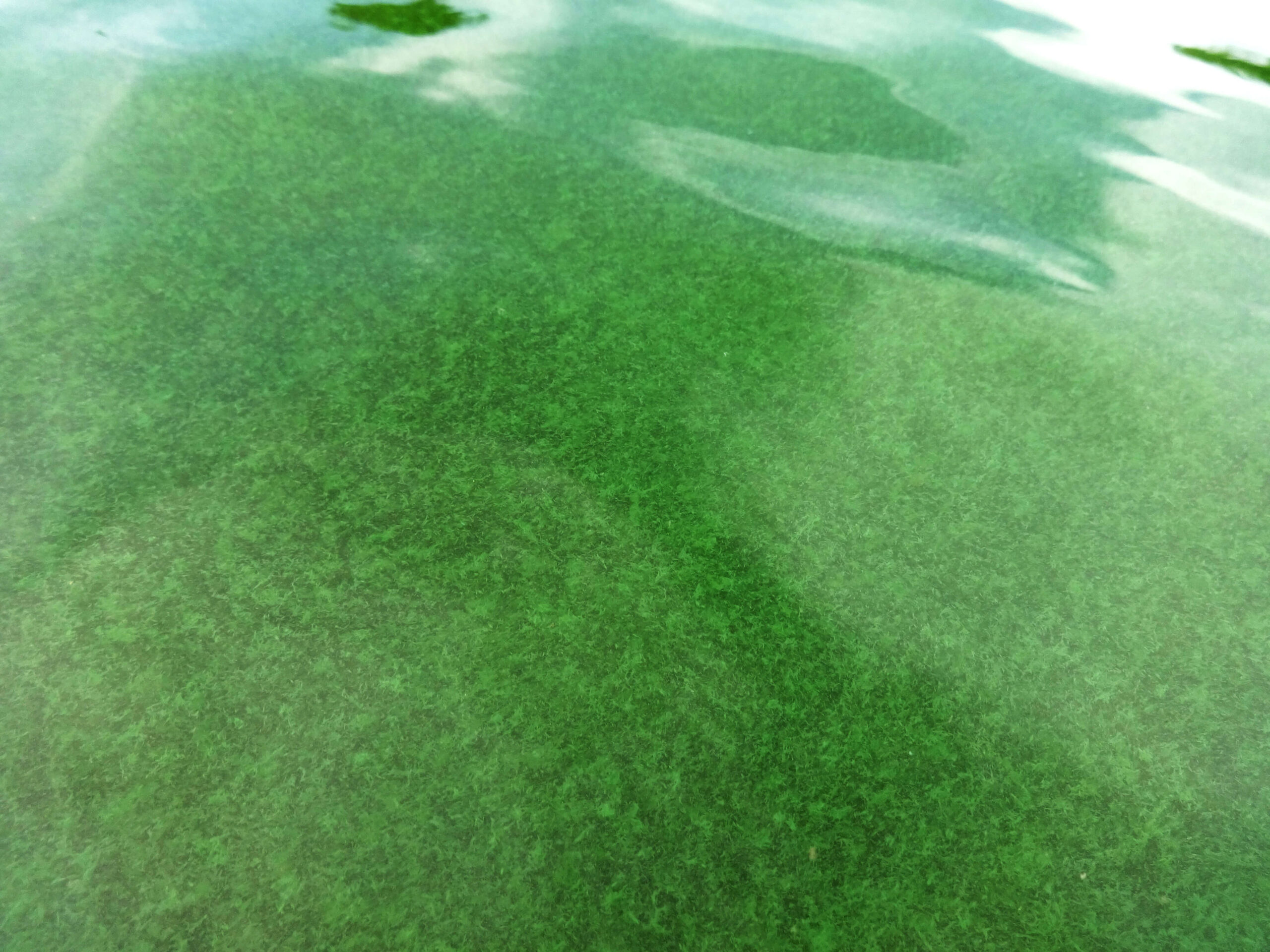 Prevent Algae with an Easy Back-to-Basics Program